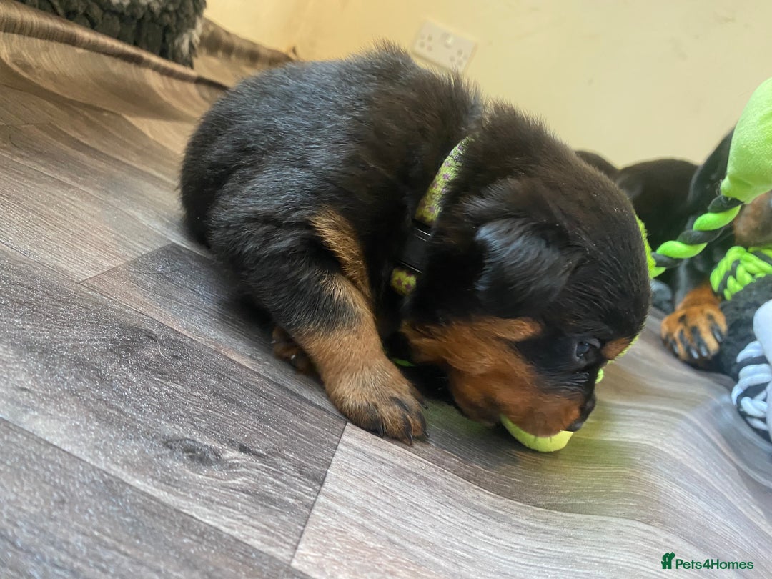 Rottweiler dogs for sale: Hulk and Ruby Rottweiler puppies  - Advert 11