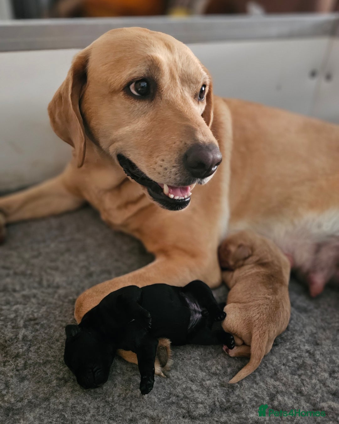 Labrador Retriever dogs for sale: KC Labrador Puppies – Ready 23rd August 🐾 - Image 11