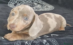 Dachshund dogs for sale: Gorgeous Mini Dachshund puppy's  - Image 1