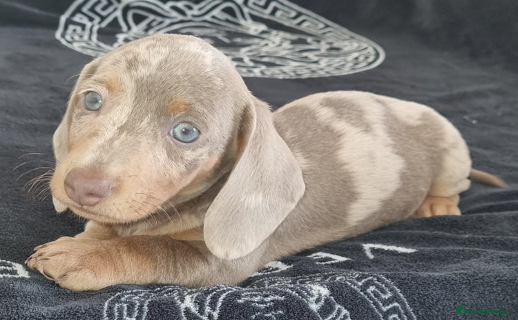 Dachshund dogs - Advert 2