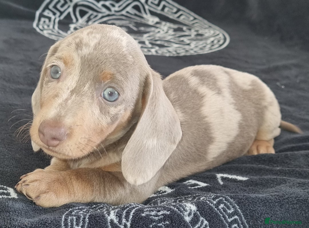Dachshund dogs for sale: Gorgeous Mini Dachshund puppy's  - Image 1