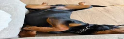 Rottweiler dogs for sale: Ronnie  Friendly, Loving 12 Month Male Rottweiler - Advert 7