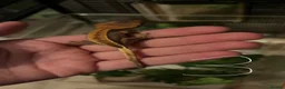 Gecko reptiles for sale: 5 stunning crested geckos from 3 months old - Advert 3