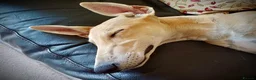 Mixed Breed dogs for adoption: Lyra 6 month old puppy- sweetheart  in Usk - Advert 4