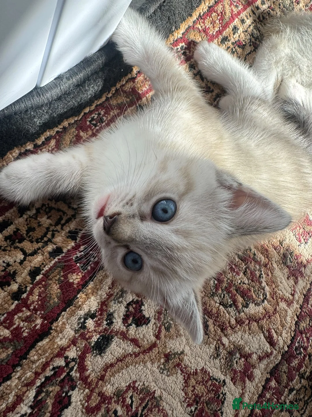 Mixed Breed cats for sale: 2 kittens male and fmale  - Advert 5
