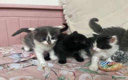 Mixed Breed cats for sale: Four beautiful kittens  - Image 3