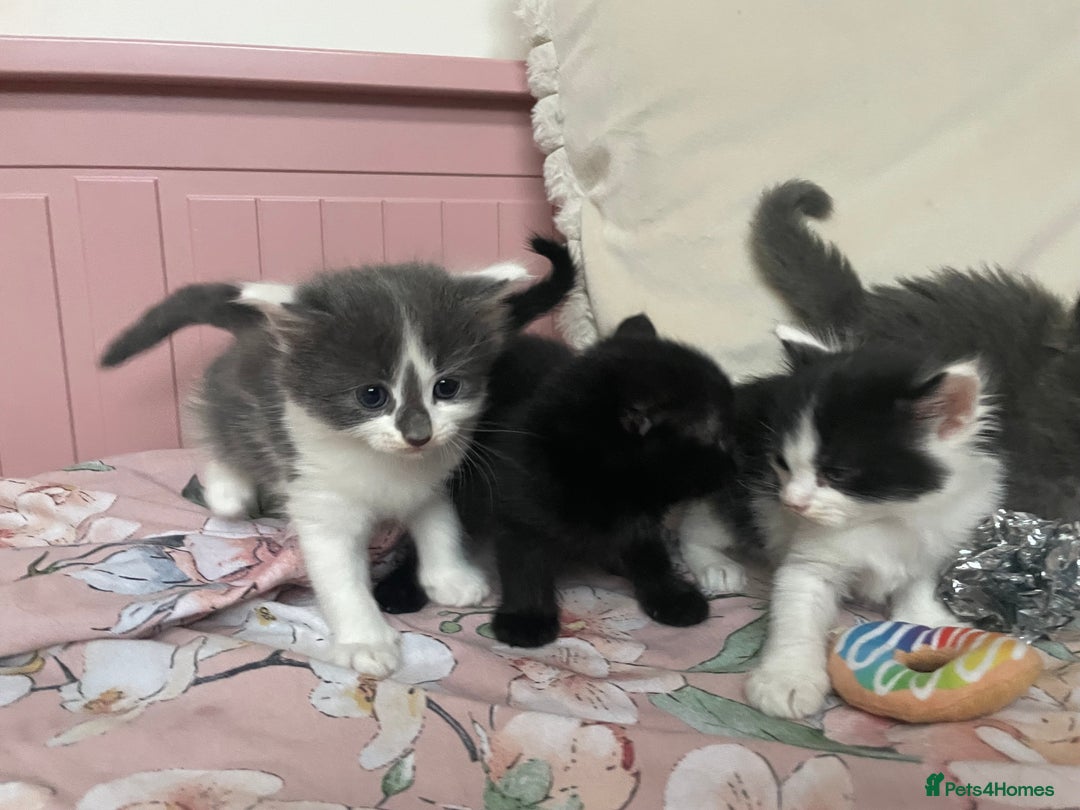 Mixed Breed cats for sale: Four beautiful kittens  - Image 3