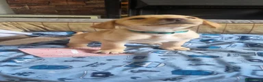 Labrador Retriever Puppy 6