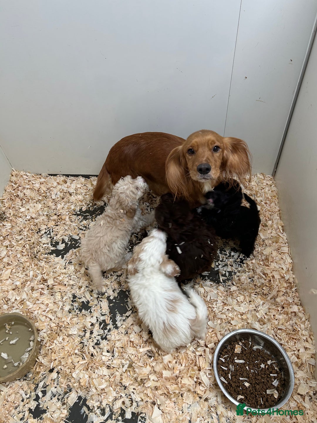 Cockapoo dogs for sale: Stunning f1 cockerpoo puppies for loving homes  - Advert 5