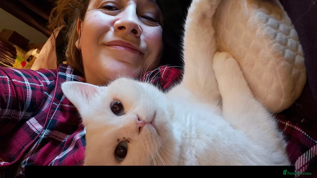 Mixed Breed cats for adoption: LENNON-MIX TURKISH ANGORA LIVELY BOY NEUTERED - Advert 2