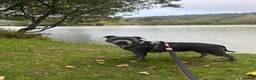 Staffordshire Bull Terrier dogs for sale: Blue Staffordshire bull terrier  - Advert 22