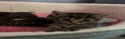 Mixed Breed cats for sale: 3 gorgeous kittens for sale - Advert 2
