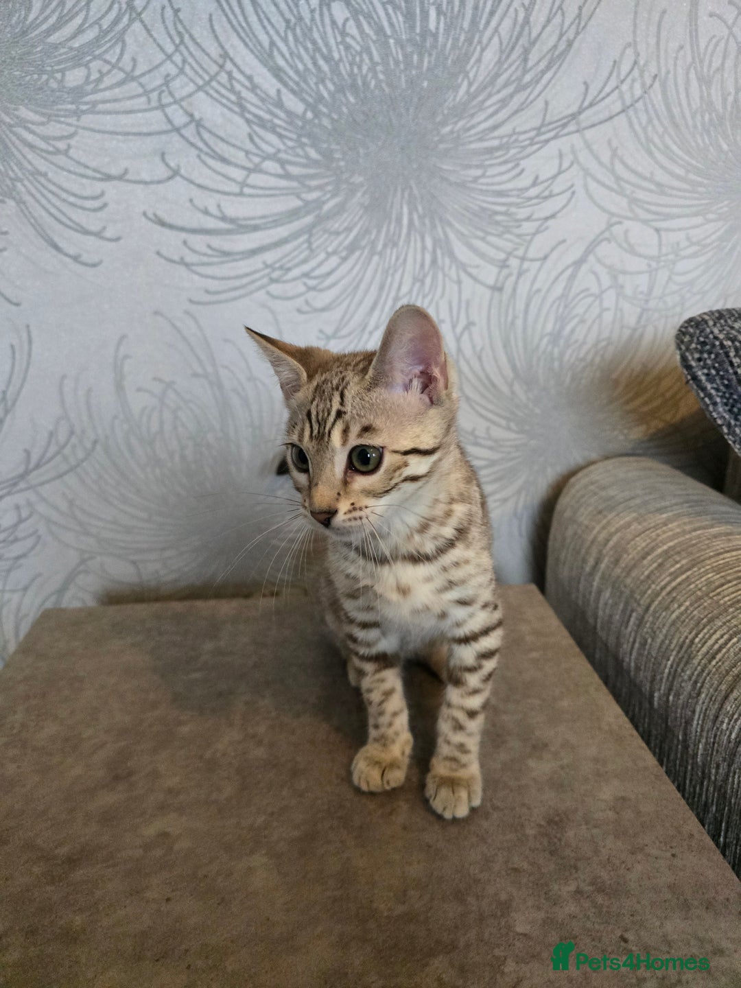 Bengal cats for sale:  Championship Bengal Kittens  - Advert 12