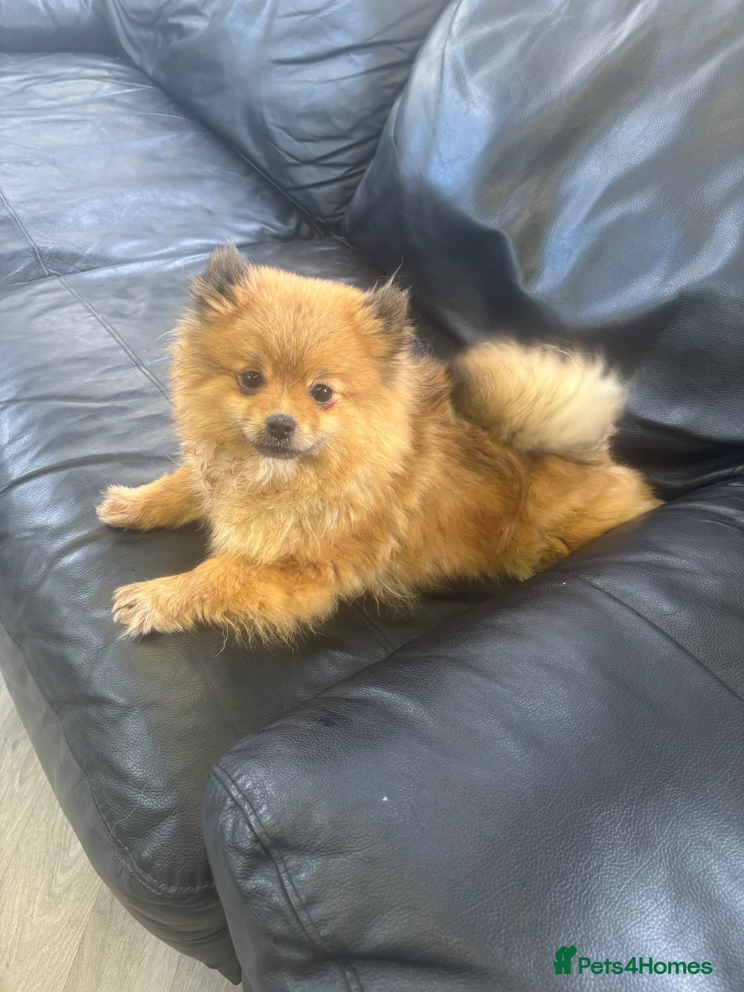 Pomeranian dogs for sale: Beautiful Adult Pomeranian Girl - Advert 1