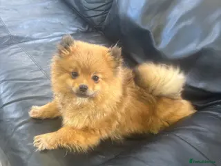 Pomeranian dogs Beautiful Adult Pomeranian Girl - Advert 9