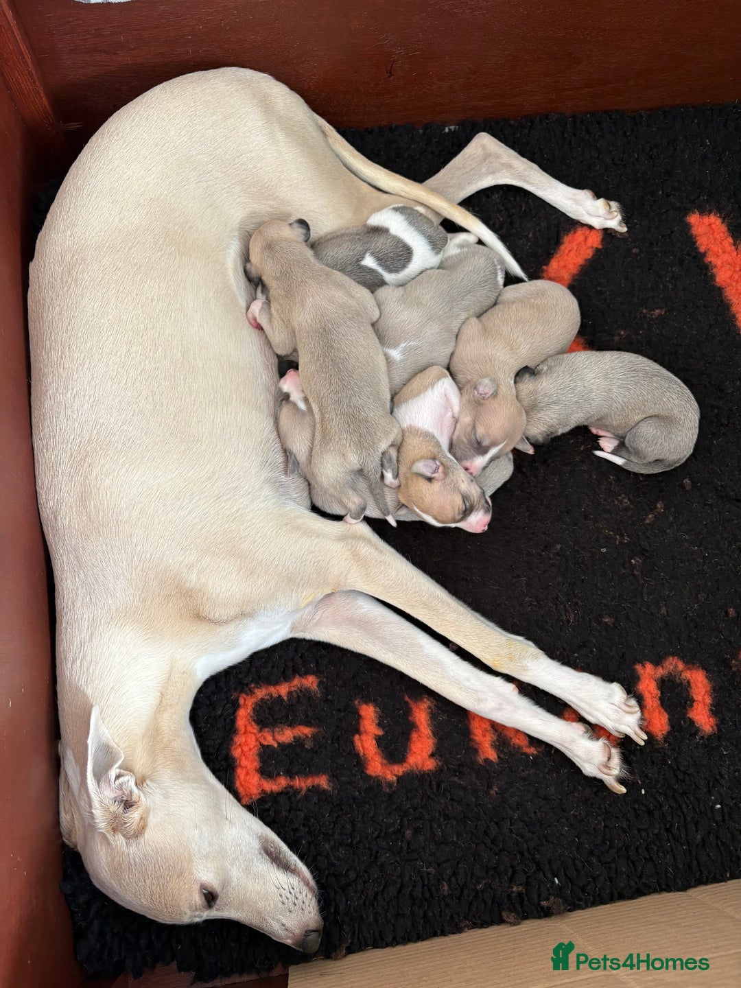 Whippet dogs for sale: Whippet puppies - Advert 5