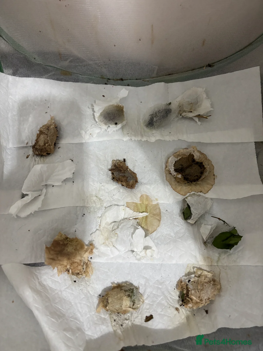 Mixed Breed invertebrates for sale: Madagascan bullseye cocoon - Advert 1