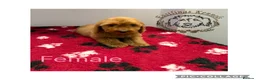 Cockapoo dogs for sale: F1 miniature cockapoos  - Advert 5