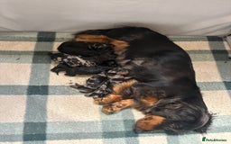 Dachshund dogs for sale: Standard Dachshund Puppy – Ready Now - Image 2