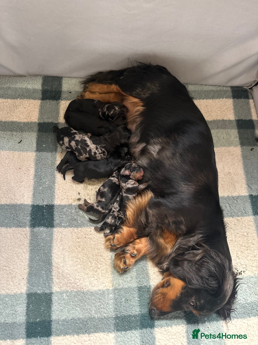 Dachshund dogs for sale: Standard Dachshund Puppy – Ready Now - Image 2