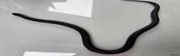 King Snake reptiles for sale: female mexican black kingsnake - Advert 2