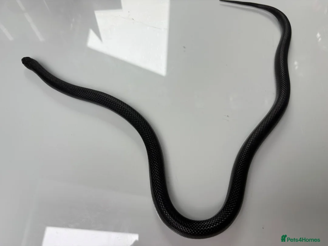 King Snake reptiles for sale: female mexican black kingsnake - Advert 2