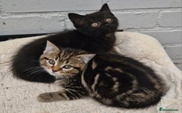 Mixed Breed cats for sale: 2 kittens half British Longhair  - Image 2