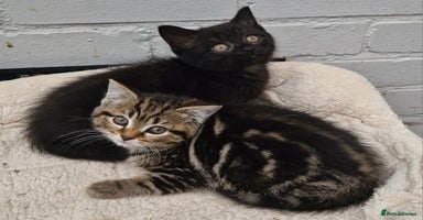Mixed Breed cats - Advert 11
