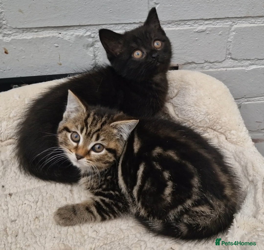 Mixed Breed cats for sale: 2 kittens half British Longhair  - Image 2
