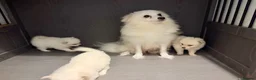 Japanese Spitz dogs for sale: Japanese Spitz  - Advert 7