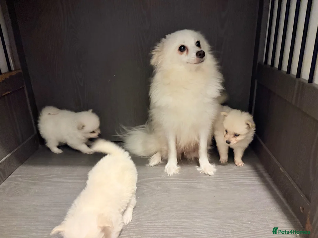 Japanese Spitz dogs for sale: Japanese Spitz  - Advert 7