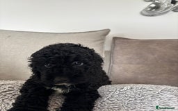 Cavapoo dogs for sale: 🐶 F1B CAVAPOOS 5* HEALTH CHECK 🐶 - Image 19