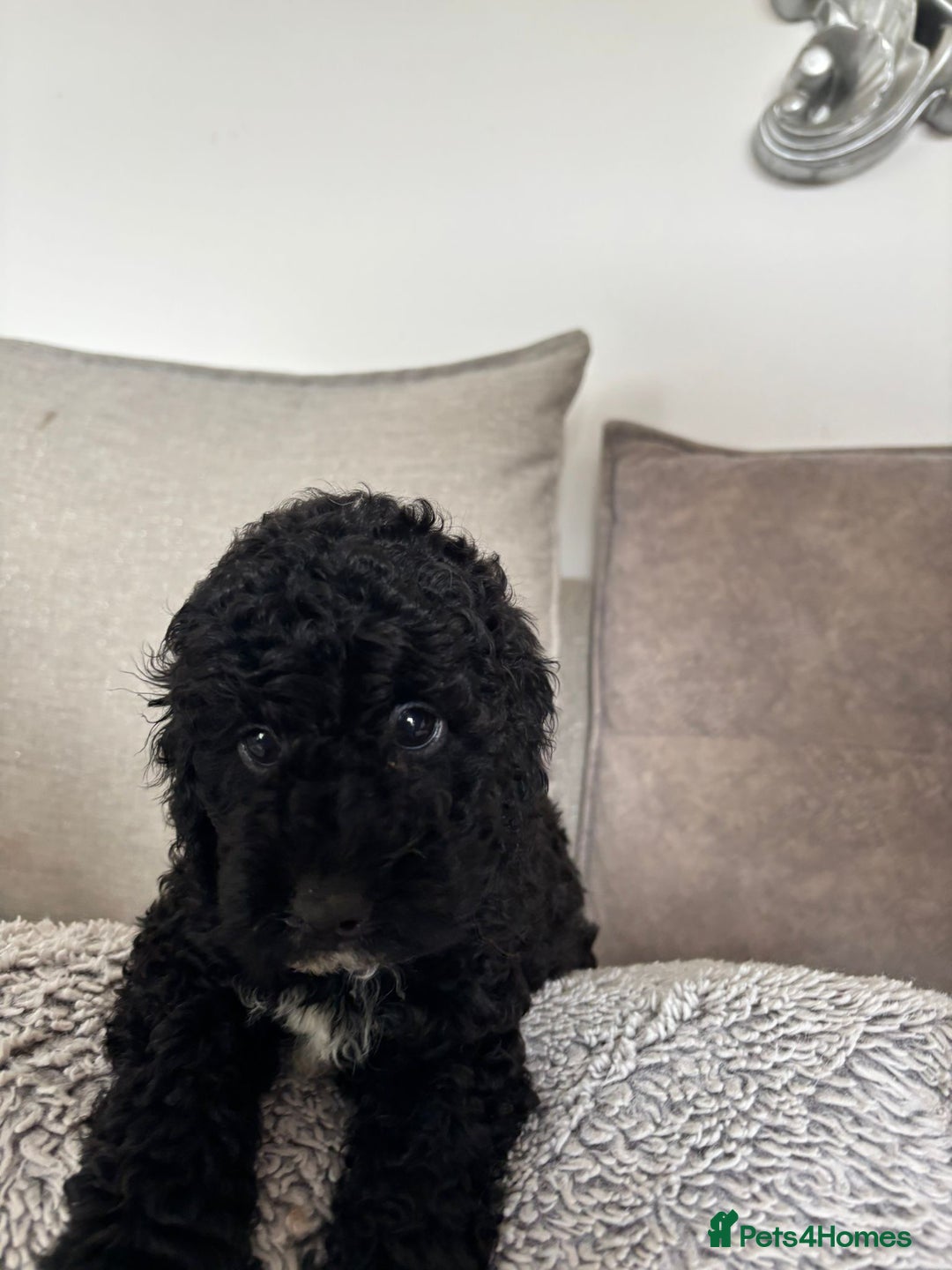 Cavapoo dogs for sale: 🐶 F1B CAVAPOOS 5* HEALTH CHECK 🐶 - Image 19