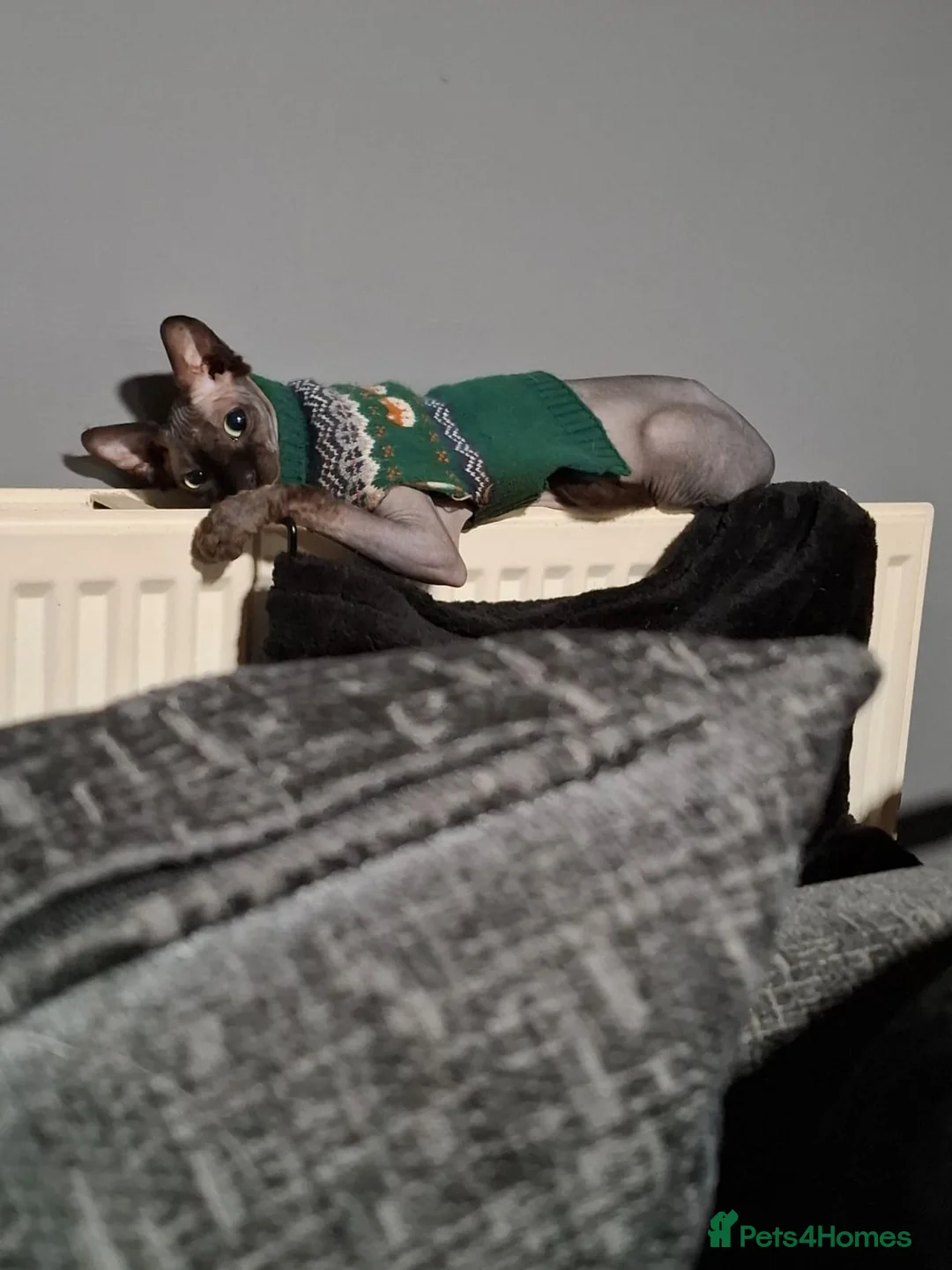 Sphynx cats for sale: Gizmo in Birmingham - Advert 2