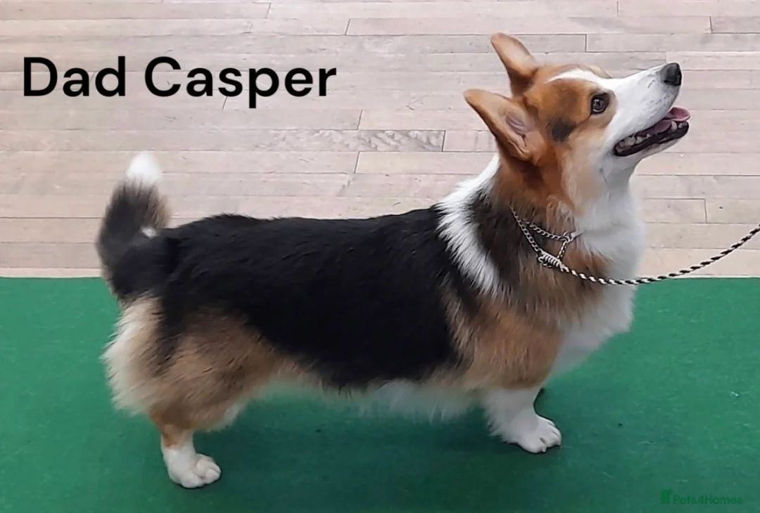 Welsh Corgi Pembroke dogs for sale: Show quality Pembrokeshire corgi READY NOW!!! - Advert 40