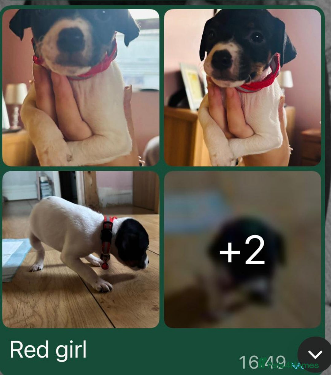 Jack Russell dogs for sale: Jack Russell puppy  - Advert 4