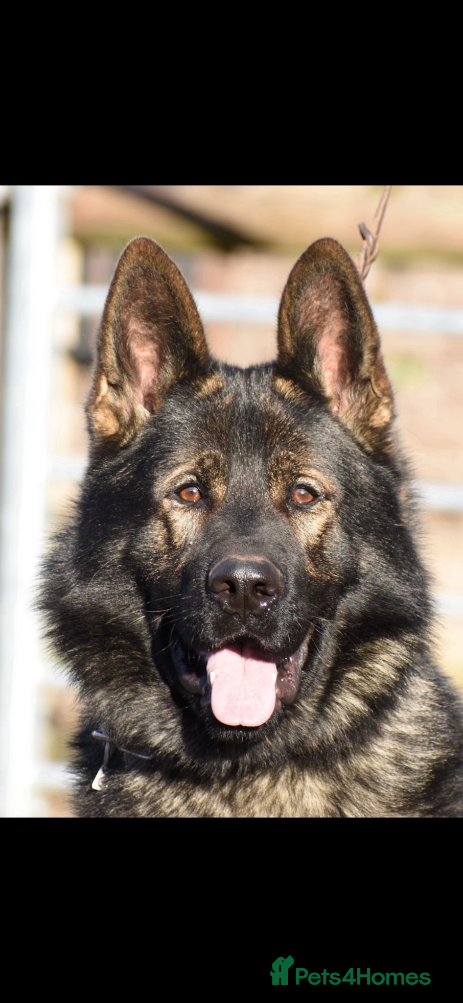 German Shepherd dogs Exceptional working line German shepherd pups - Advert 2