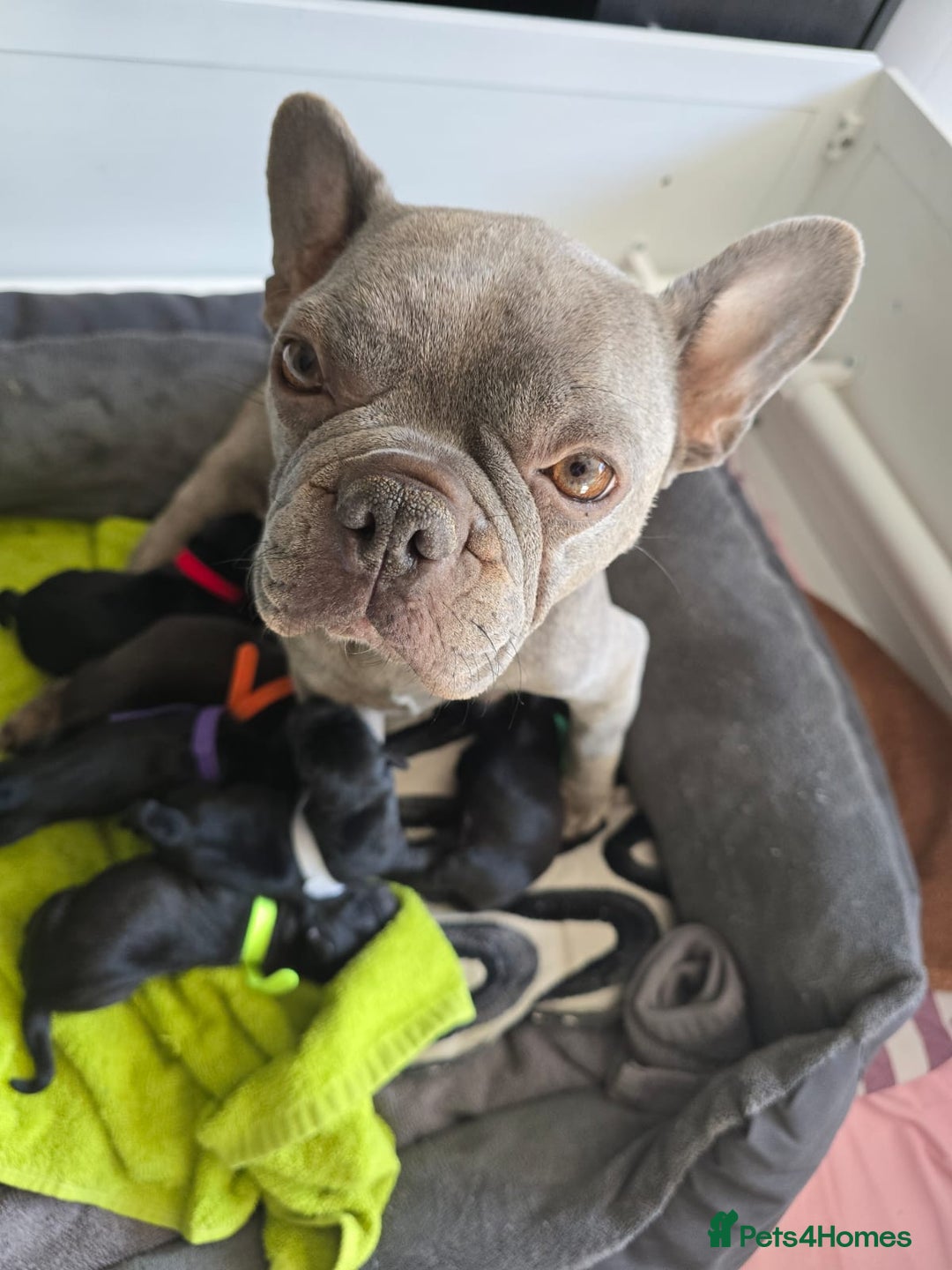 Mixed Breed dogs for sale: Frenchie x Lab Puppies - Image 7