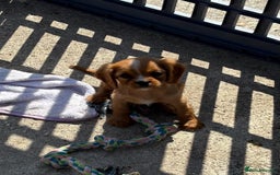 Cockalier dogs for sale: Gorgeous Cockalier Puppies… - Image 16