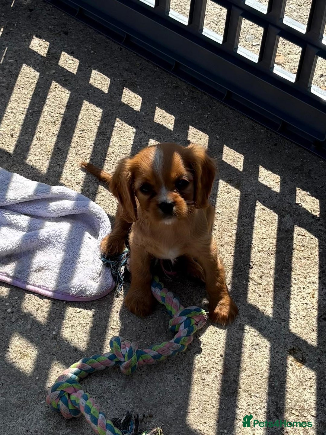 Cockalier dogs for sale: Gorgeous Cockalier Puppies… - Image 16