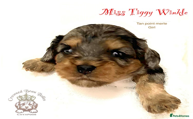 Cavapoo dogs - Advert 6