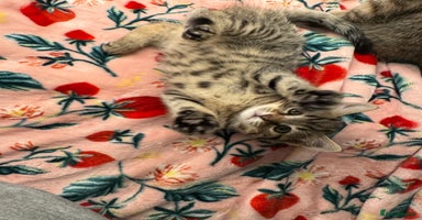 Mixed Breed cats - Advert 10