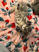 Mixed Breed cats - Advert 1