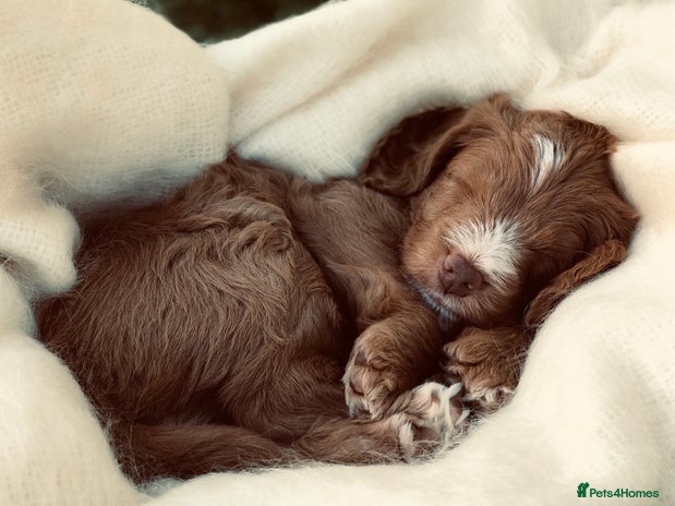 Labradoodle dogs in Bristol - Advert 6