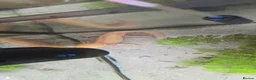 Axolotl reptiles for sale: Two Axalots with Complete set - Advert 4
