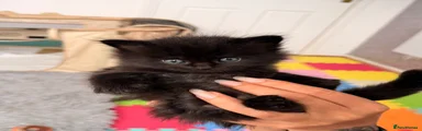 Maine Coon Kitten 2