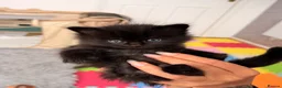 Maine Coon cats for sale: 🐈‍⬛ Maine Coon Kittens 3 Girls and 2 Boys 🐈‍⬛ - Advert 13
