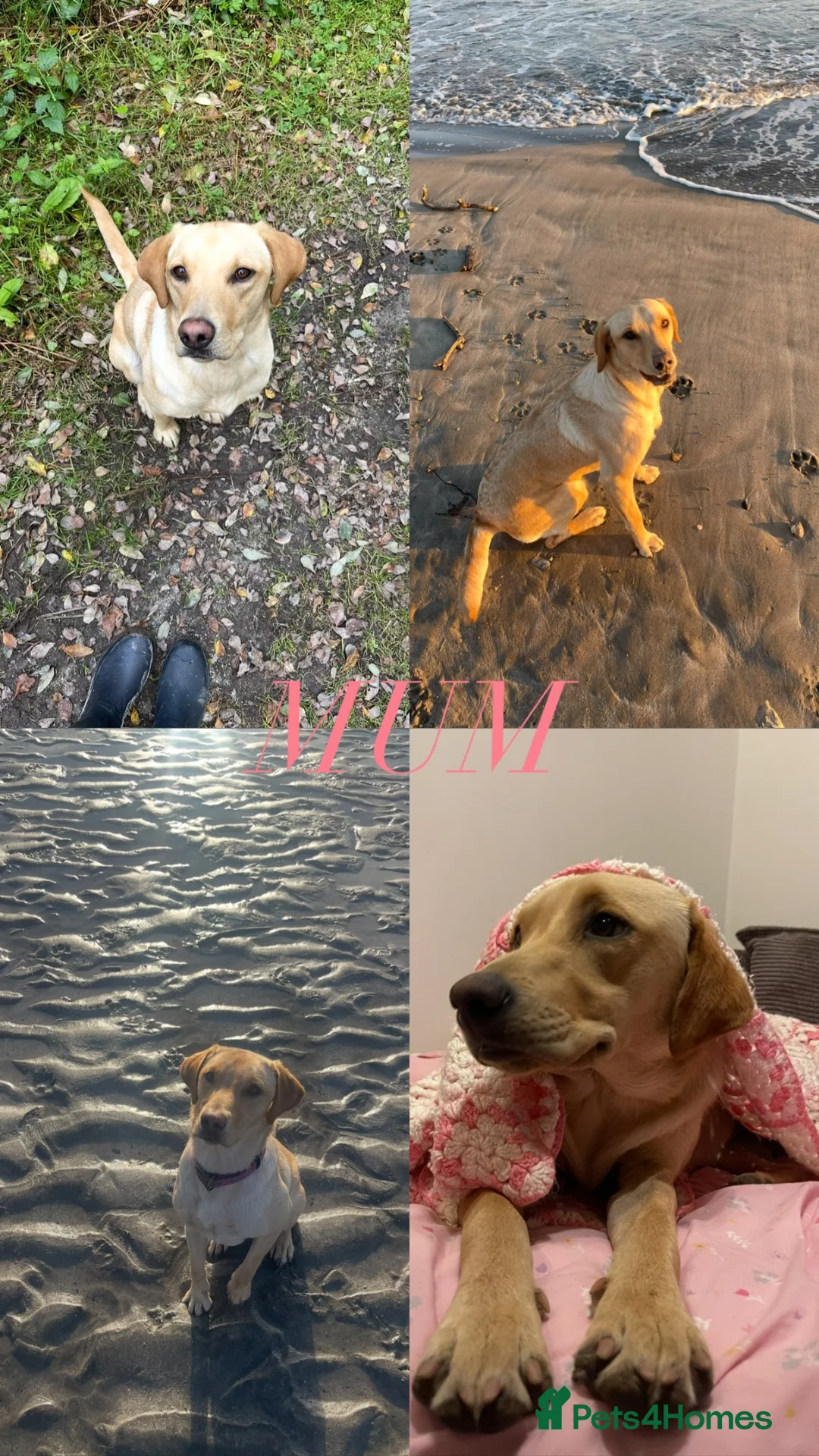 Labrador Retriever dogs for sale: Labrador retriever puppies in Saint Austell - Advert 1
