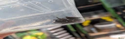 Frog reptiles for sale: Bird Poop Mossy Frogs 1.1.1 - Advert 6