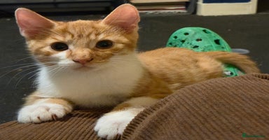 Mixed Breed cats - Advert 7